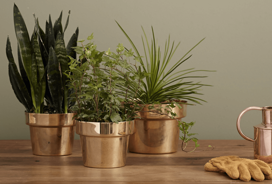 Plant + ver van je bed
